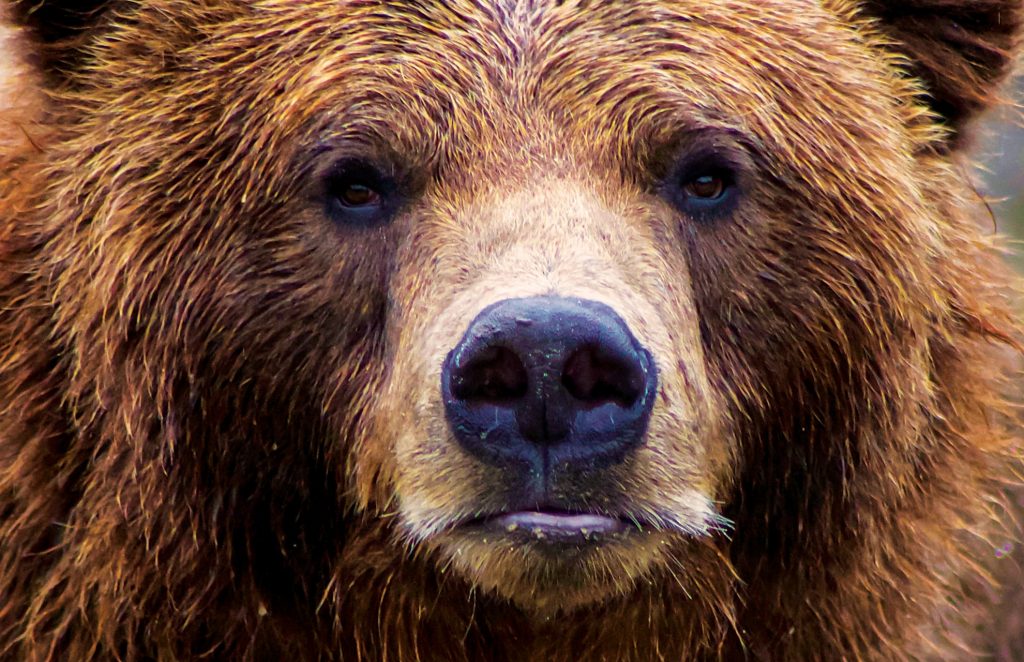 Animal – California Grizzly Bear